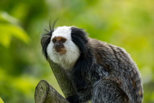 White-faced saki