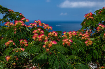Fototapeta na wymiar Persian Silk Tree (Albizia julibrissin) flowers on a background of blue sky and sea