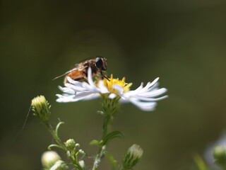 Bee on a flower