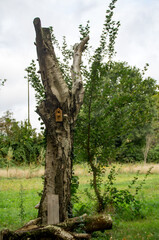 Fototapeta premium bird house in a tree trunk