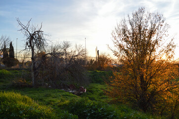 Tree with Yellow Foliage, Leaves, next to Highway in Granada, Spain