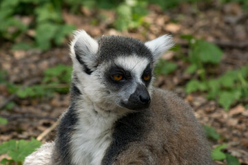 Ring-tailed lemur