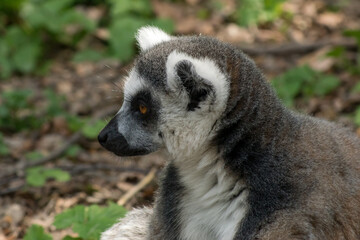 Ring-tailed lemur