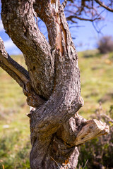 Fototapeta na wymiar Entangled tree trunk. Natural, organic, background and texture