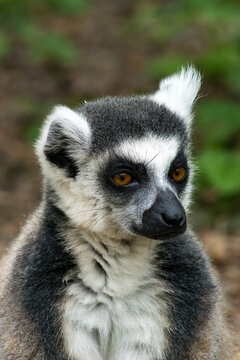 Ring-tailed lemur