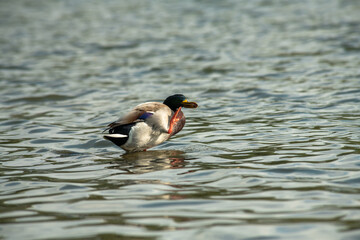 Nice young duck sweeming on spring lake water at sunny evening 