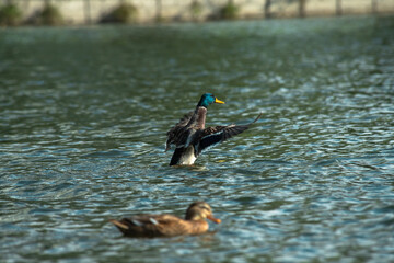 Nice young duck sweeming on spring lake water at sunny evening 