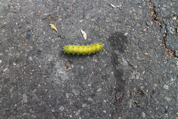 Yellow caterpillar on tarmac road