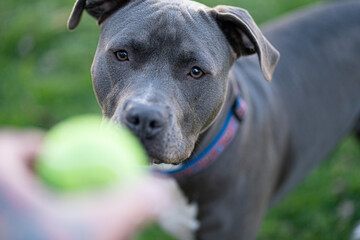 Pitbull is waiting to play catch with a tennis ball