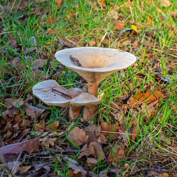 Close up of Trooping funnel fungus (Clitocybe geotropa)
