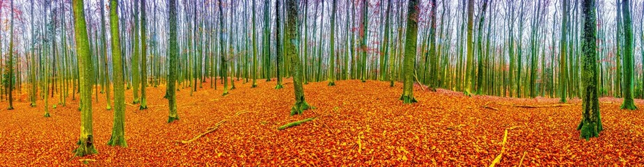 jesień w lesie buków
