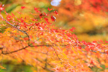 名勝・鬼ヶ嶽の紅葉
