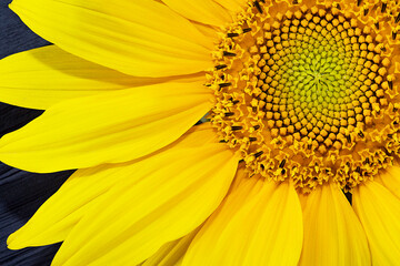 Yellow sunflower close up. Sunflower