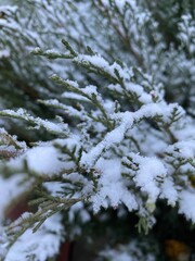 snow covered branches