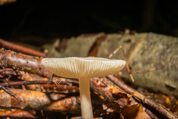 A closeup picture of a fungus in a forest. Dark brown and orange leaves in the background. Picture...