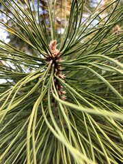 pine needles background