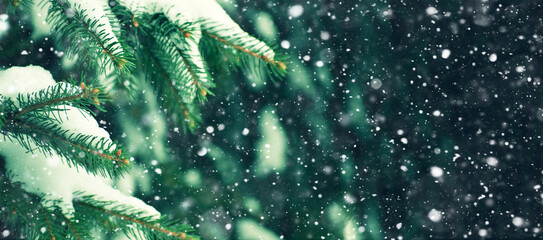 Winter Holiday Evergreen Christmas Tree Pine Branches Covered With Snow and Falling Snowflakes Texture. Festive Snowing Concept for Winter Holidays. Winter Horizontal Panoramic with Copy Space.