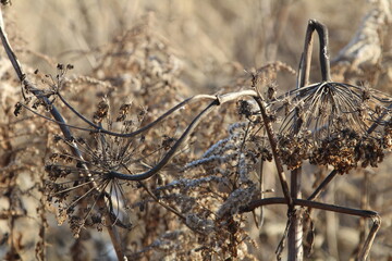 The dried umbels of Angelica in late autumn