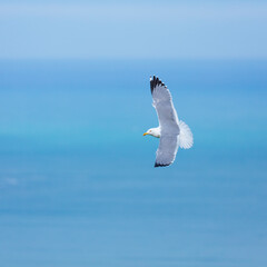 GAVIOTA PATIAMARILLA - YELLOW LEGGED GULL  (Larus michahellis), Mount Buciero, Marismas de Santoña, Victoria y Joyel Natural Park, Cantabrian Sea, Montaña Oriental Costera, Cantabria, Spain, Europe