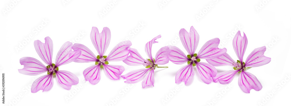 Wall mural mallow flowers group