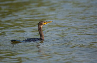 Cormorants swimming in natural marshes