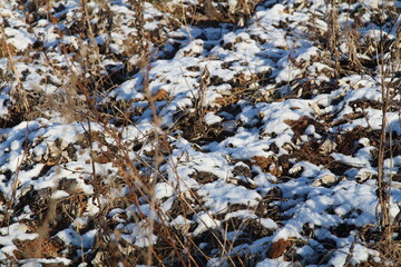 The first snow covered the field and did not melt