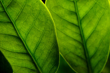 Close-up Zamioculcas Zamiifolia flower (dollar tree) isolated on black background. Beautiful green flower on a black background. Floral background. Modern houseplants Zamioculcas