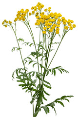 Flowers the medicinal plant of tansy, lat. Tanacetum vulgare, isolated on white background
