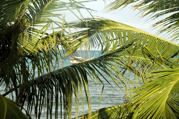 Obraz na płótnie Canvas Coconut tree, Praia Pirangi do Sul, Parnamirim, Nisia Floresta, Rio Grande do Norte, Brazil