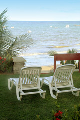 Coconut tree, Praia Pirangi do Sul, Parnamirim, Nisia Floresta,  Rio Grande do Norte, Brazil