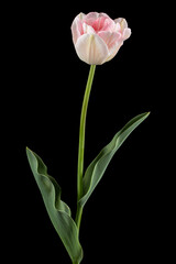 Pink flowers of Angelique tulip, isolated on black background