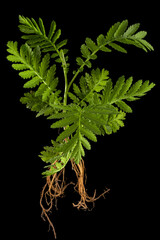 Fototapeta na wymiar Young sprout of tansy with roots, lat. Tanacetum vulgare, isolated on black background