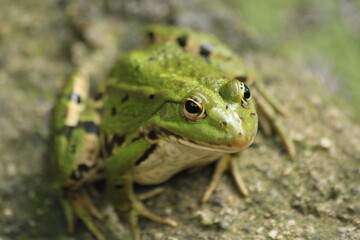 Green Jumper