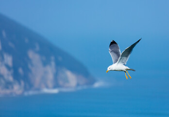 Fototapeta premium GAVIOTA PATIAMARILLA - YELLOW LEGGED GULL (Larus michahellis), Mount Buciero, Marismas de Santoña, Victoria y Joyel Natural Park, Cantabrian Sea, Montaña Oriental Costera, Cantabria, Spain, Europe