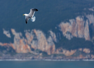 GAVIOTA PATIAMARILLA - YELLOW LEGGED GULL  (Larus michahellis), Mount Buciero, Marismas de Santoña, Victoria y Joyel Natural Park, Cantabrian Sea, Montaña Oriental Costera, Cantabria, Spain, Europe