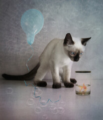 Siamese kitten looks at a goldfish in surprise