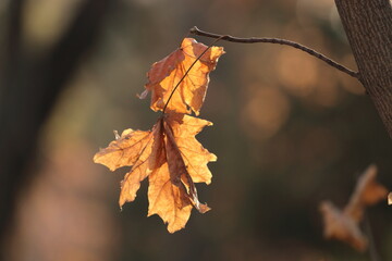 autumn leaves in the sun