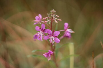 flowers in the field