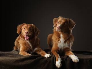 two dogs of the same breed together. Nova Scotia Duck Tolling Retriever funny. Emotions, relationships, play. pet in studio