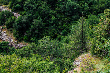 Fototapeta na wymiar green pine forest on the rocks of the mountain landscape