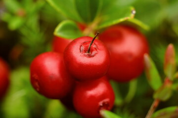 Vaccinium vitis-idaea