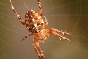 spider on a web