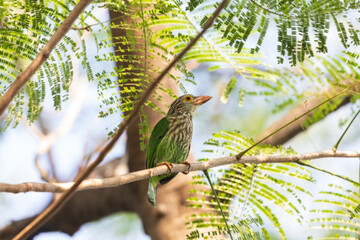 Lineated barbet (Psilopogon lineatus) at urband park of Kolkata