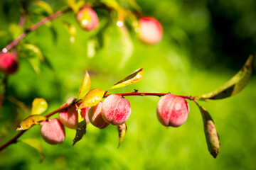 Close up view of fresh peach on tree