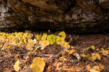 right under the shadow of the odle group