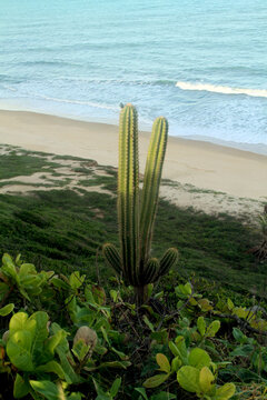  Amor beach, Tibau do Sul, Rio Grande do Norte, Brazil