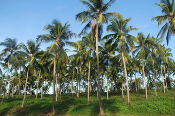 Fototapeta premium Coconut field, Rio Grande do Norte, Brazil