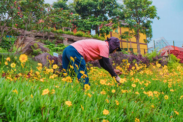 gardener doing his jobs in the beautiful flowers field