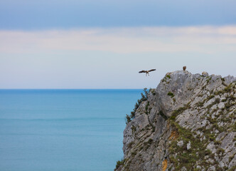 GRIFFON VULTURE - BUITRE LEONADO (Gyps fulvus), Liendo, Liendo Valley, MONTAÑA ORIENTAL COSTERA, Cantabrian Sea, Cantabria, Spain, Europe