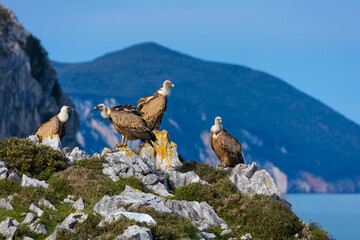 GRIFFON VULTURE - BUITRE LEONADO (Gyps fulvus), Liendo, Liendo Valley, MONTAÑA ORIENTAL COSTERA, Cantabrian Sea, Cantabria, Spain, Europe